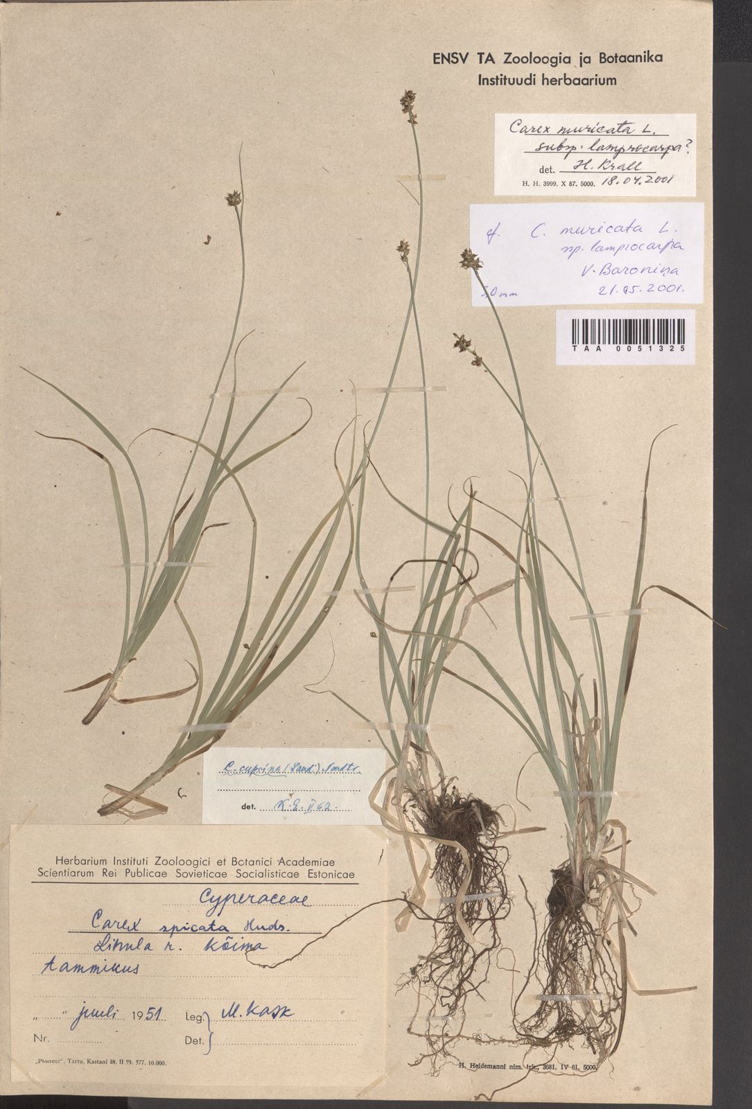 Carex muricata subsp. lamprocarpa