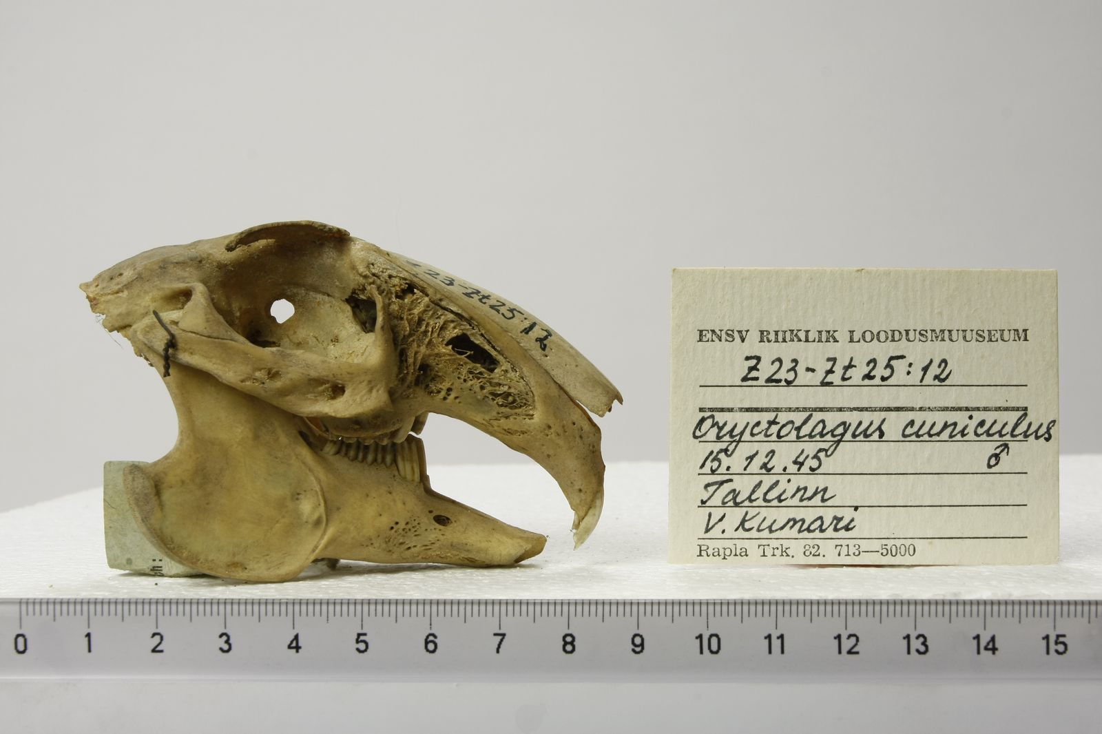 Oryctolagus cuniculus