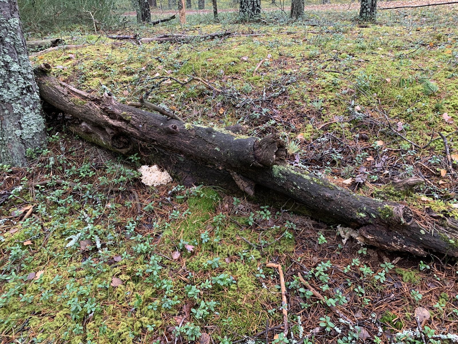 Hericium coralloides