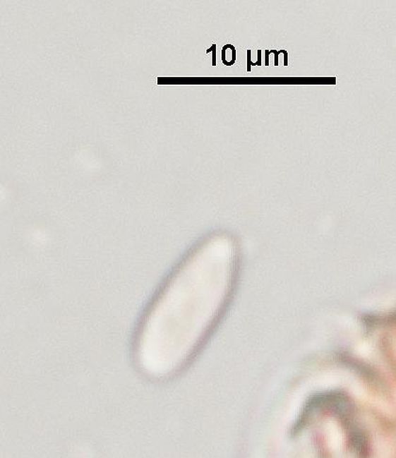 Phlebia tremellosa