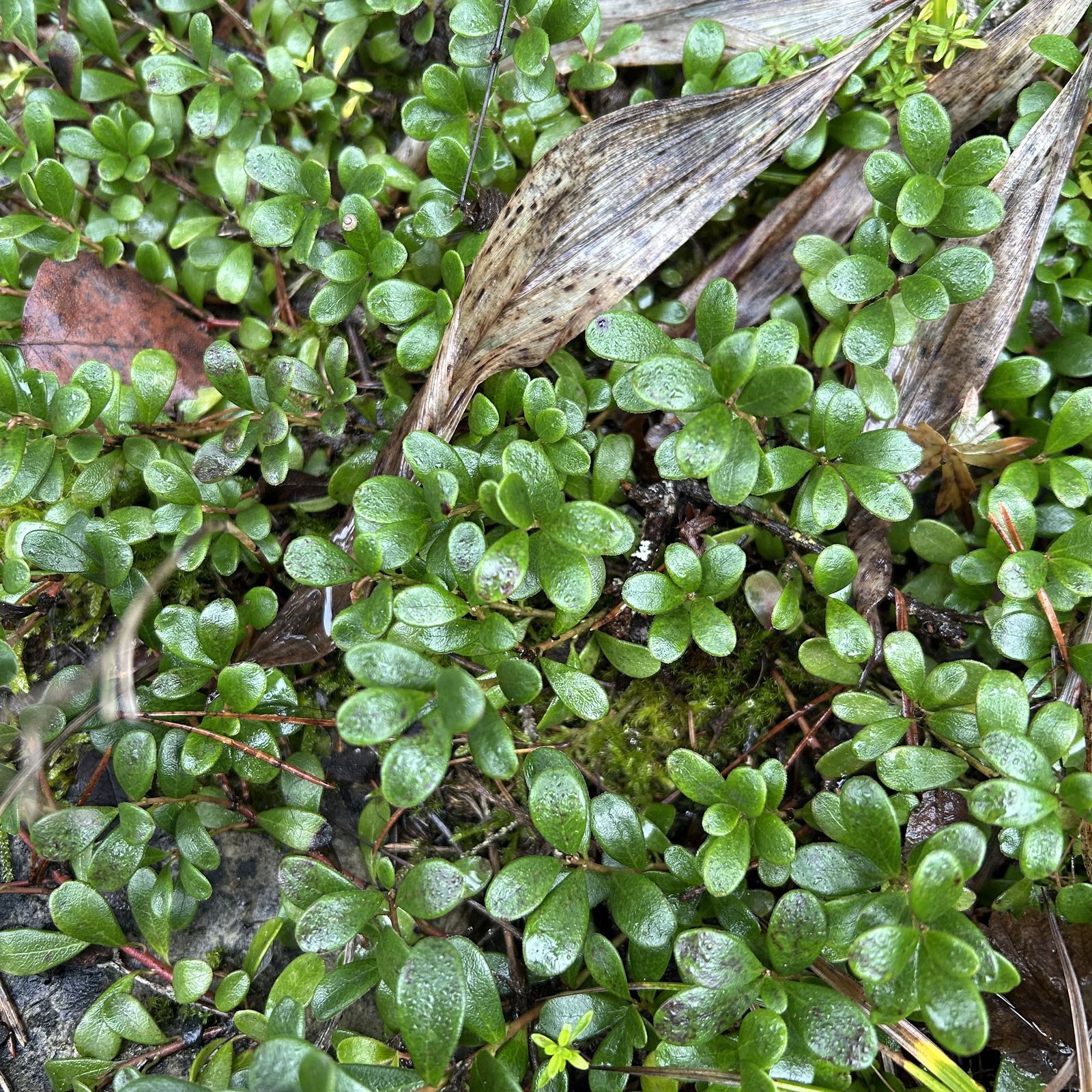 Arctostaphylos uva-ursi