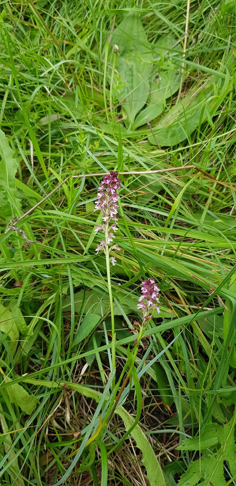 Orchis ustulata