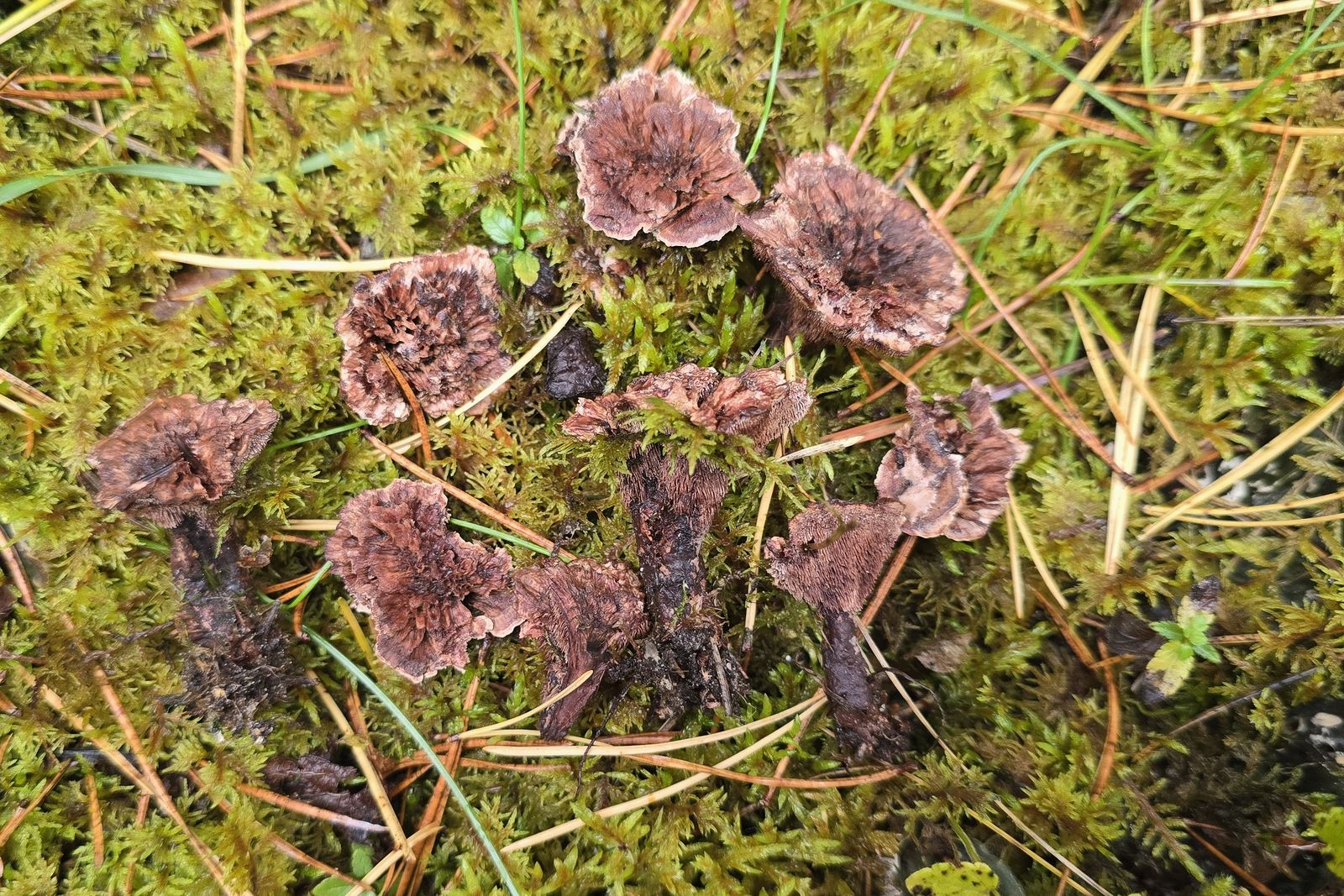 Hydnellum concrescens