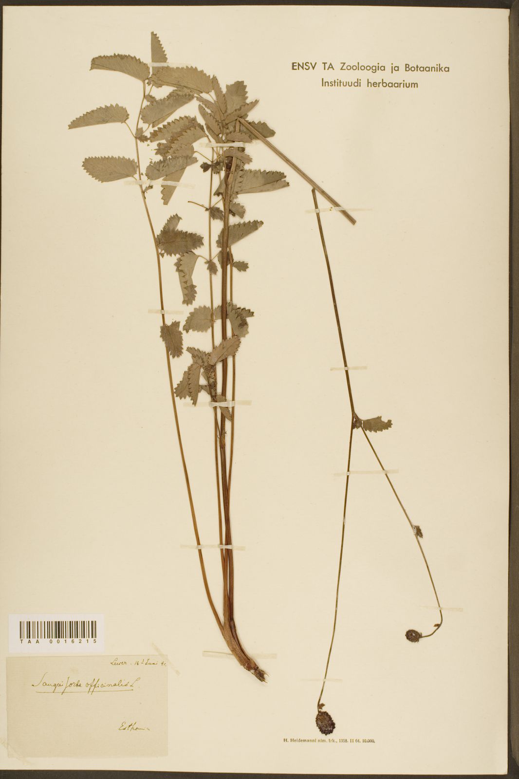 Sanguisorba officinalis