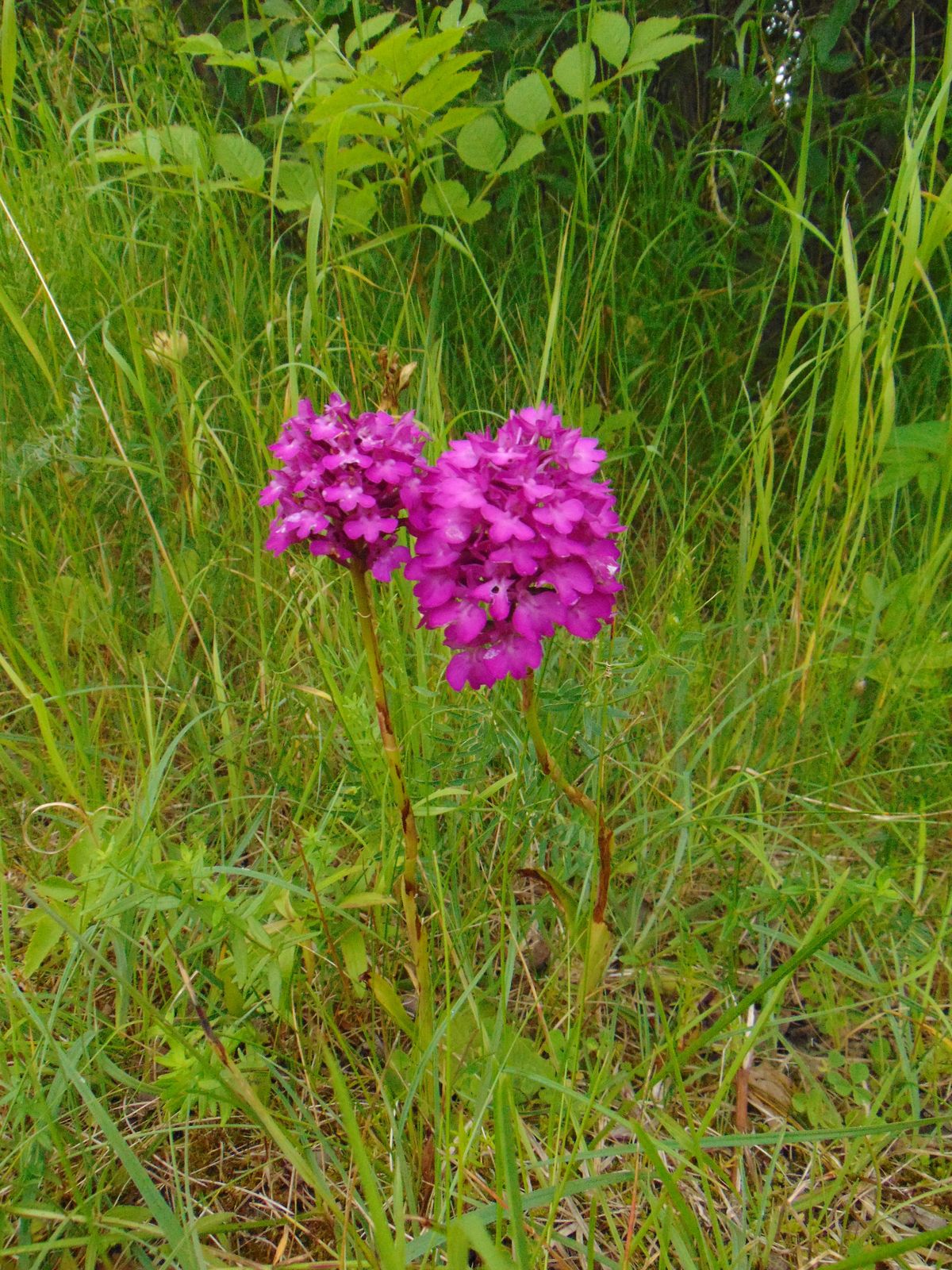 Anacamptis pyramidalis