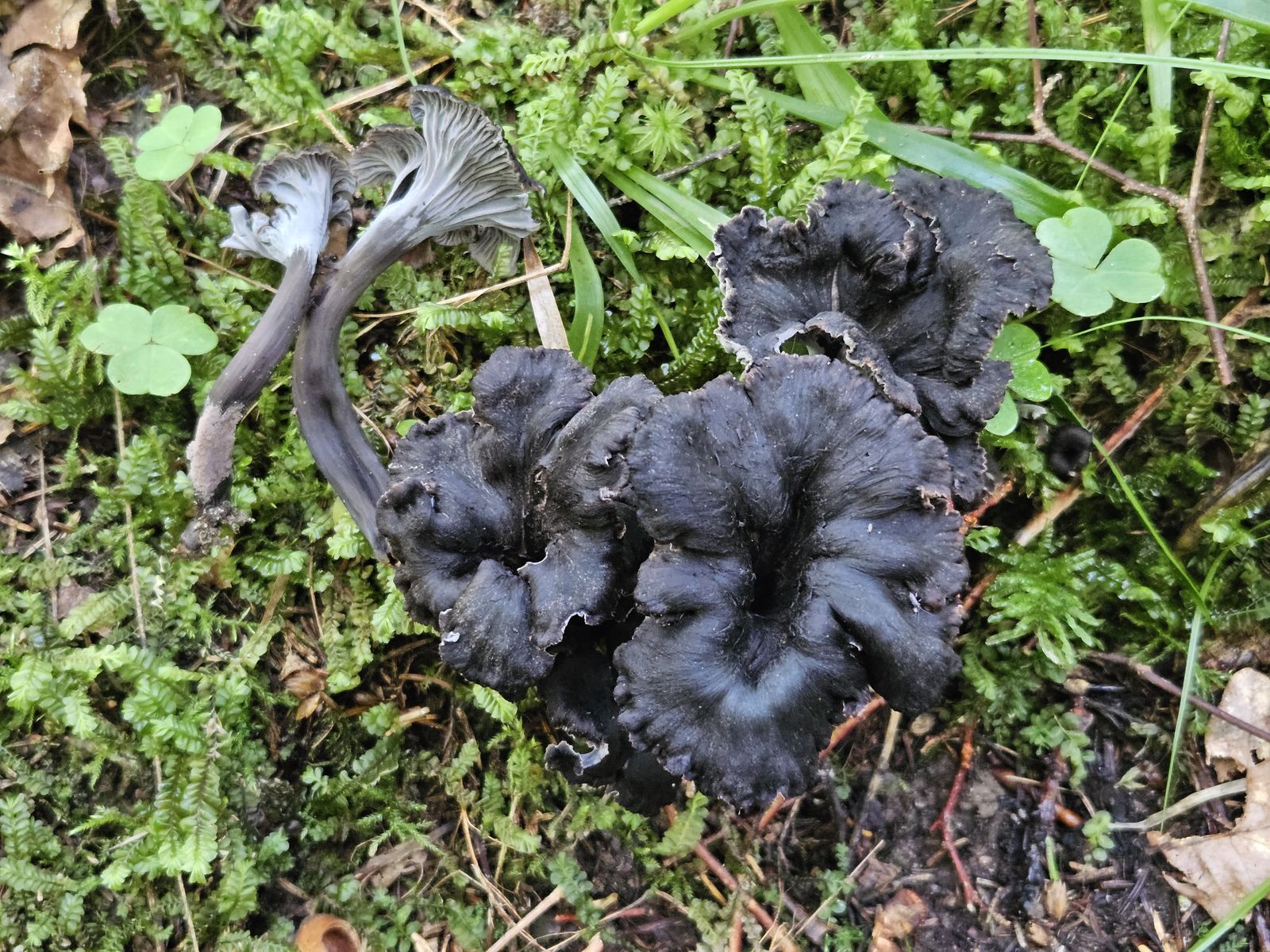 Cantharellus cinereus
