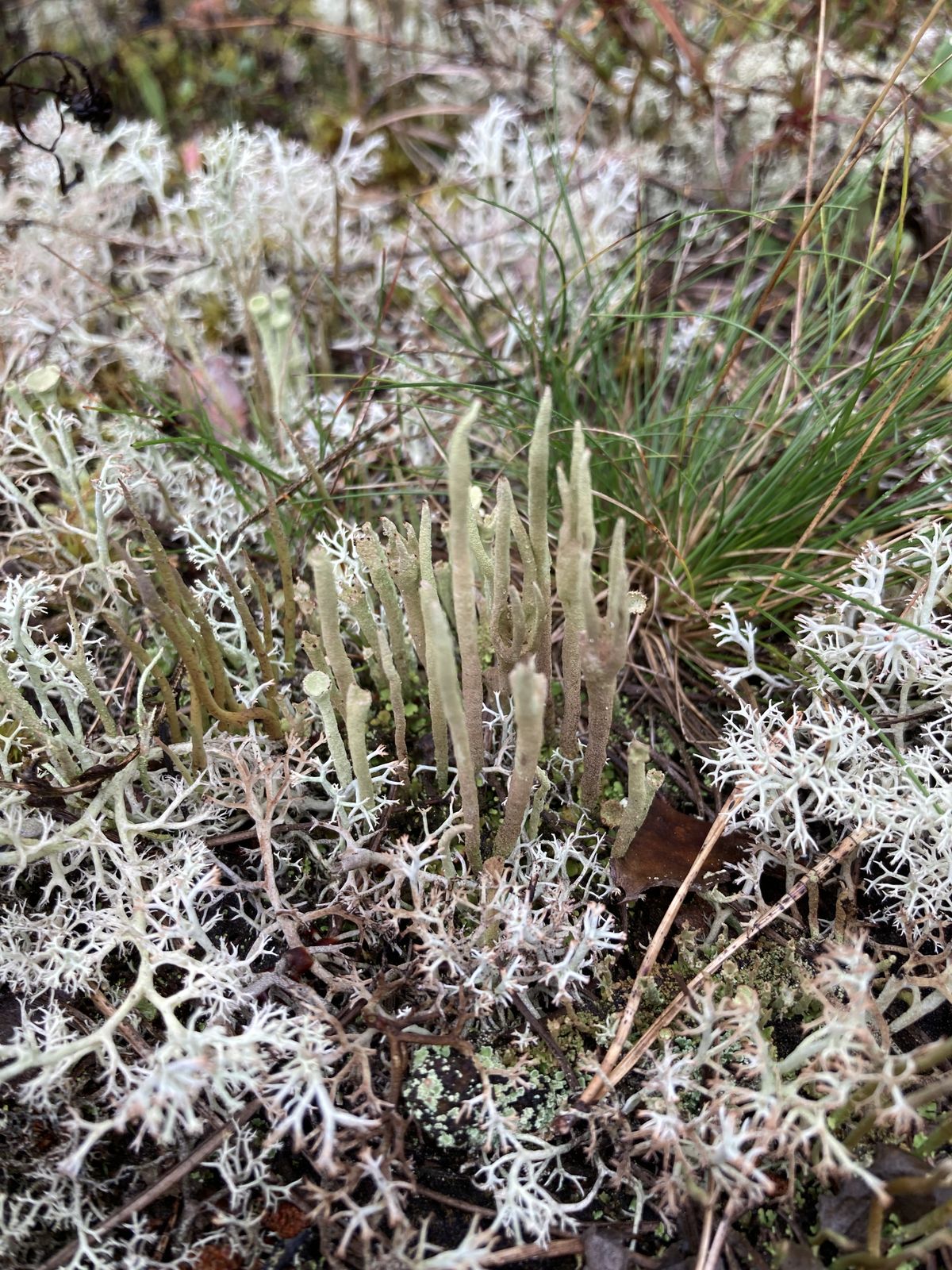 Cladonia subulata