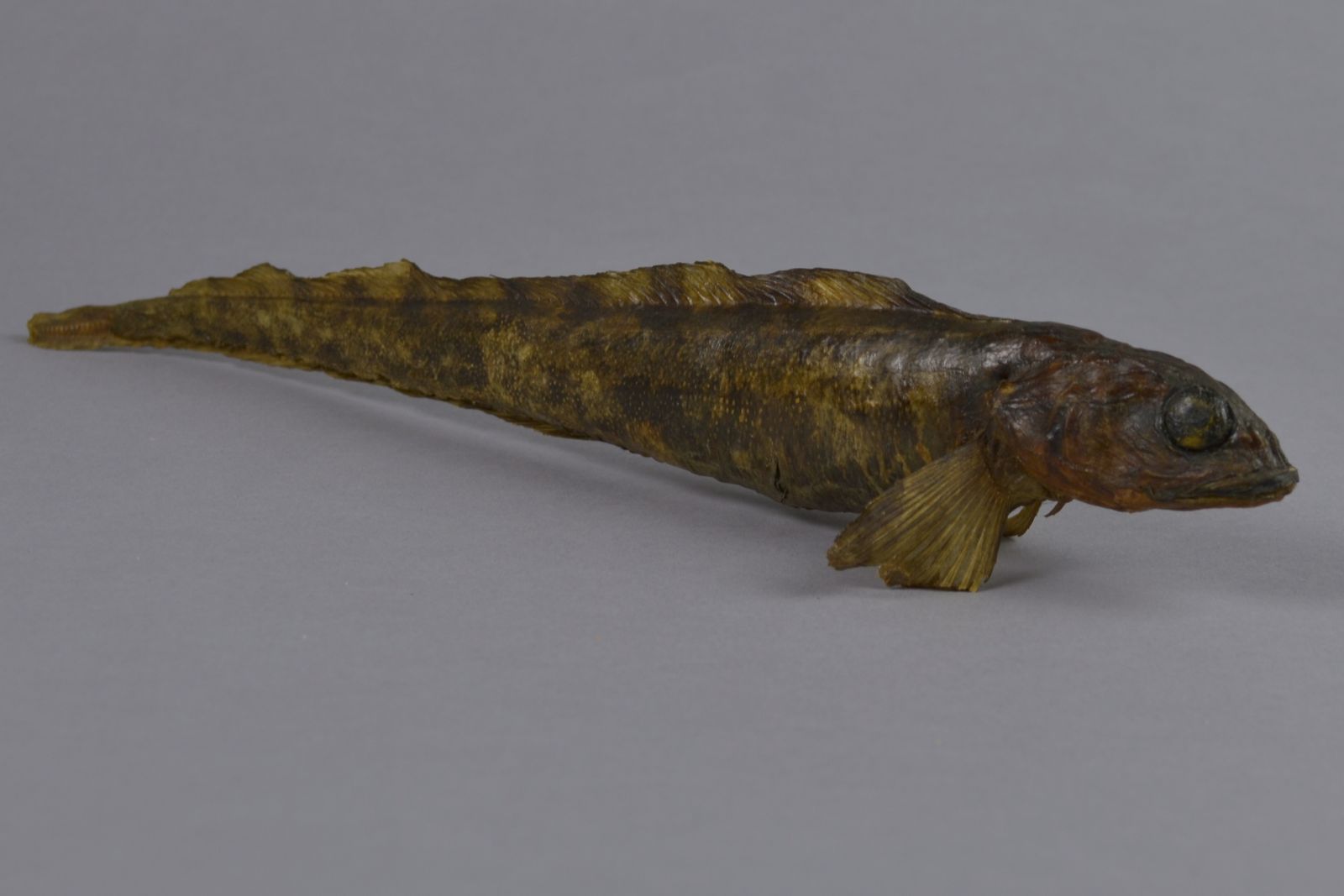 Zoarces viviparus
