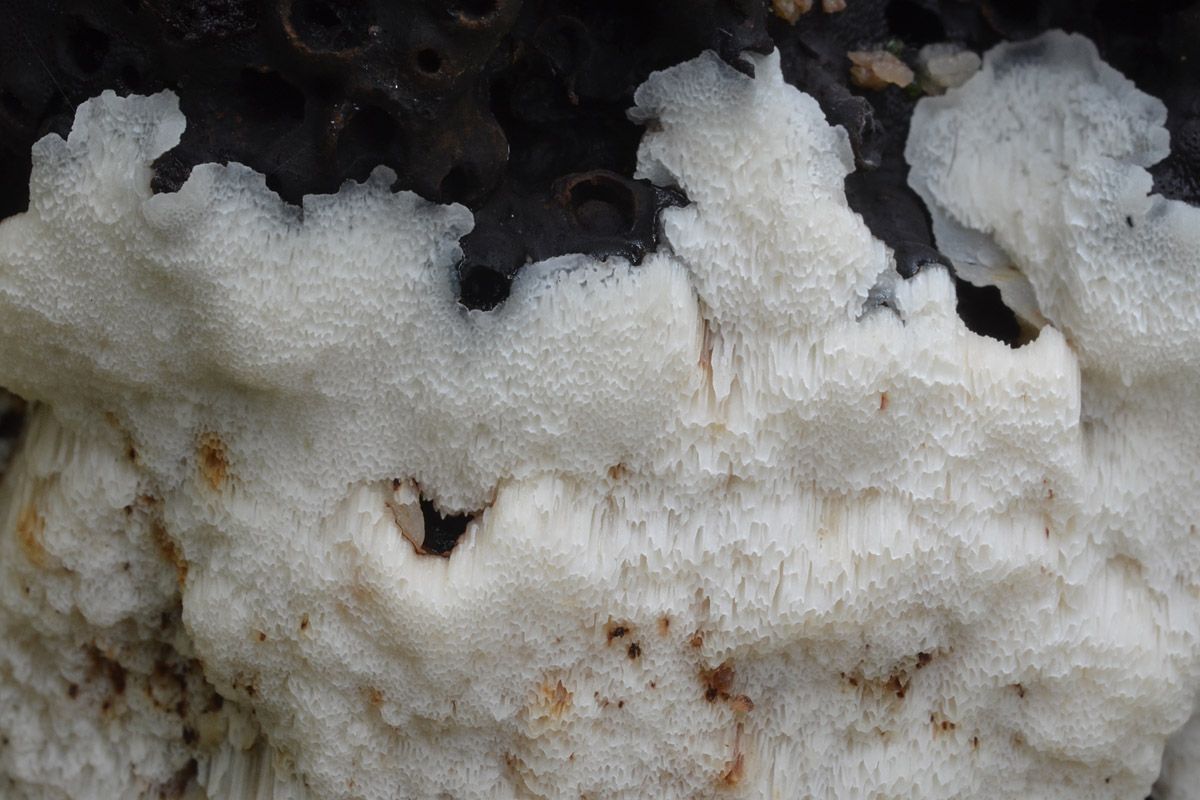 Physisporinus vitreus