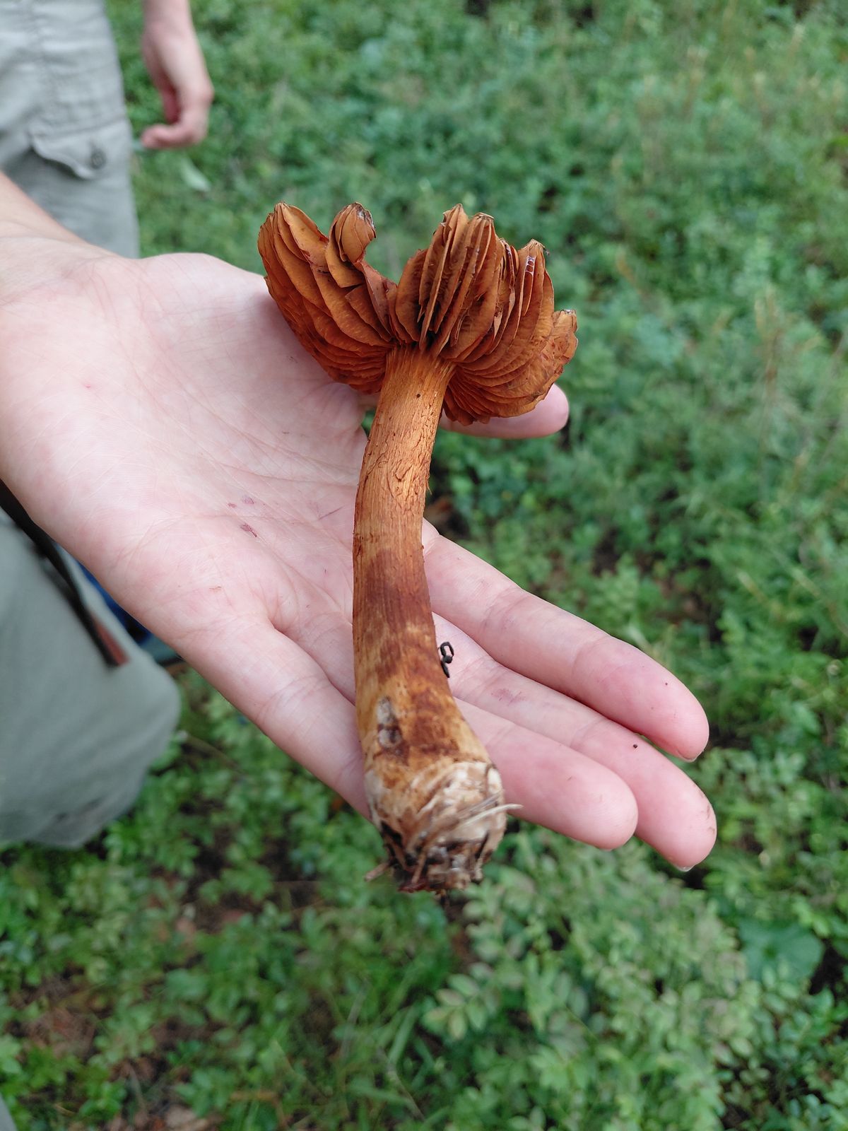 Cortinarius rubellus