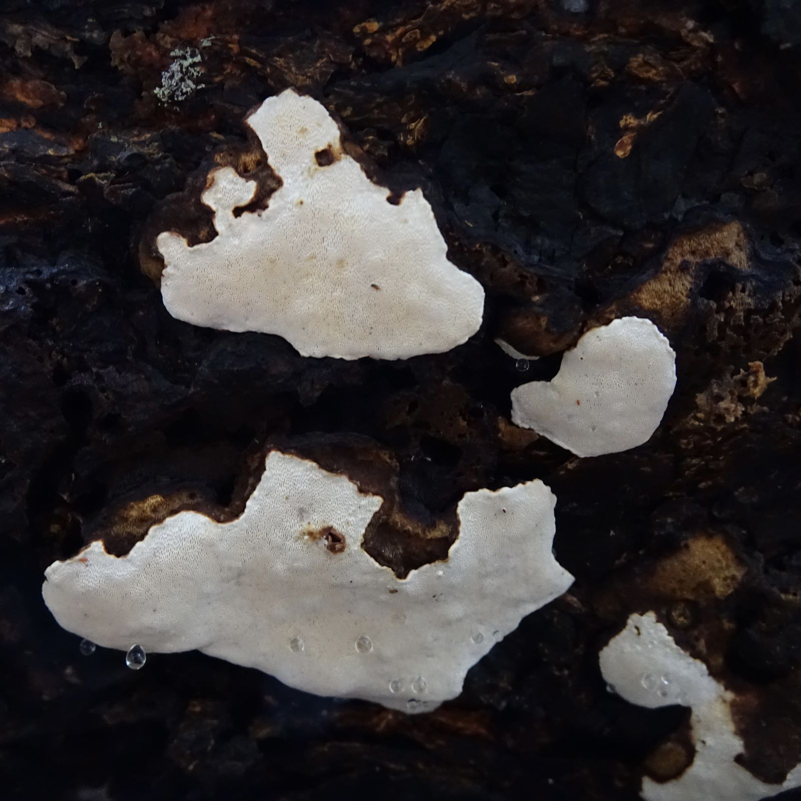 Heterobasidion parviporum