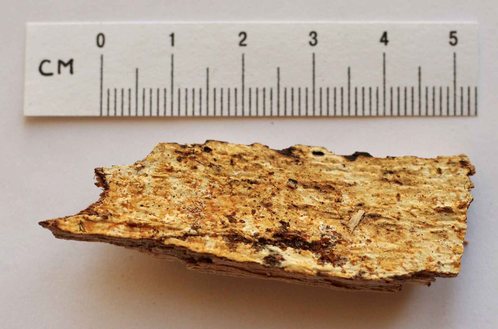 Colacogloea peniophorae