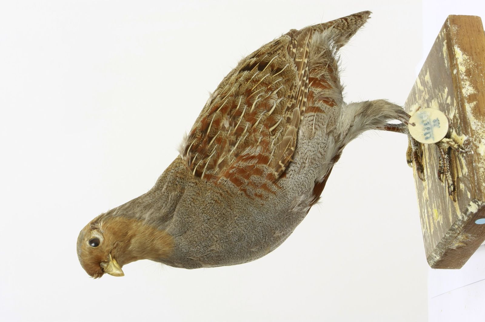 Perdix perdix perdix