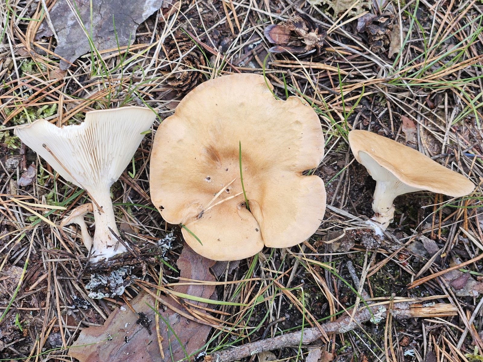 Infundibulicybe gibba