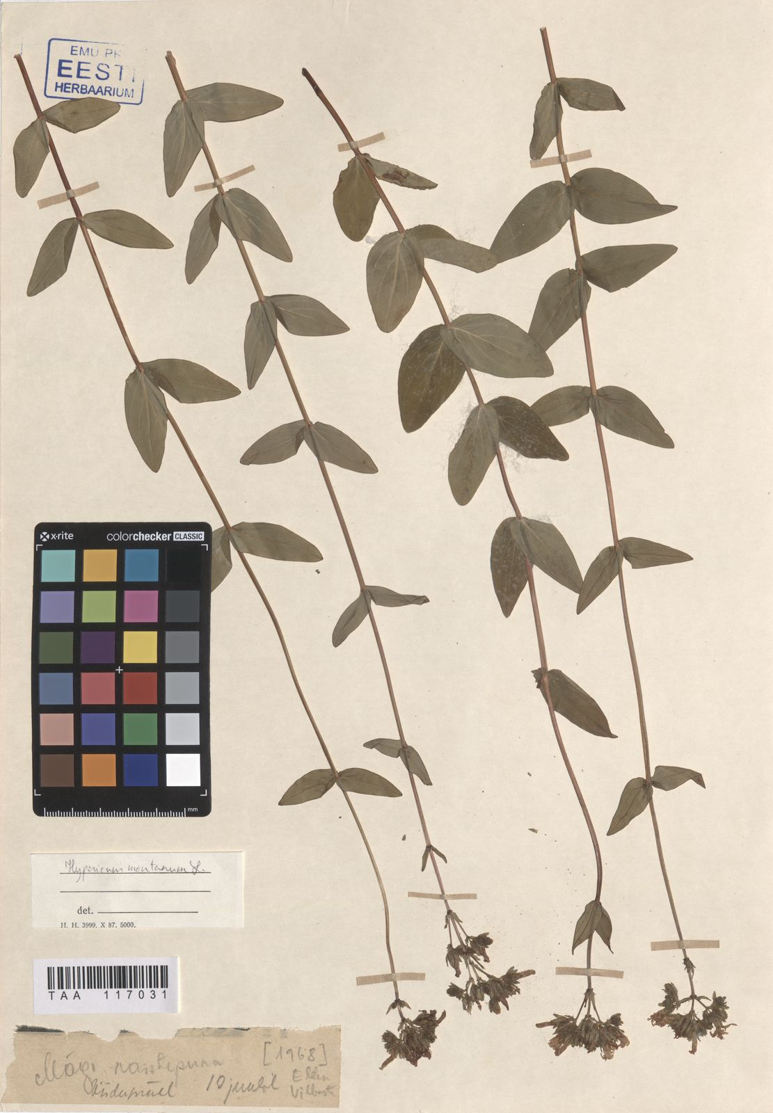 Hypericum montanum