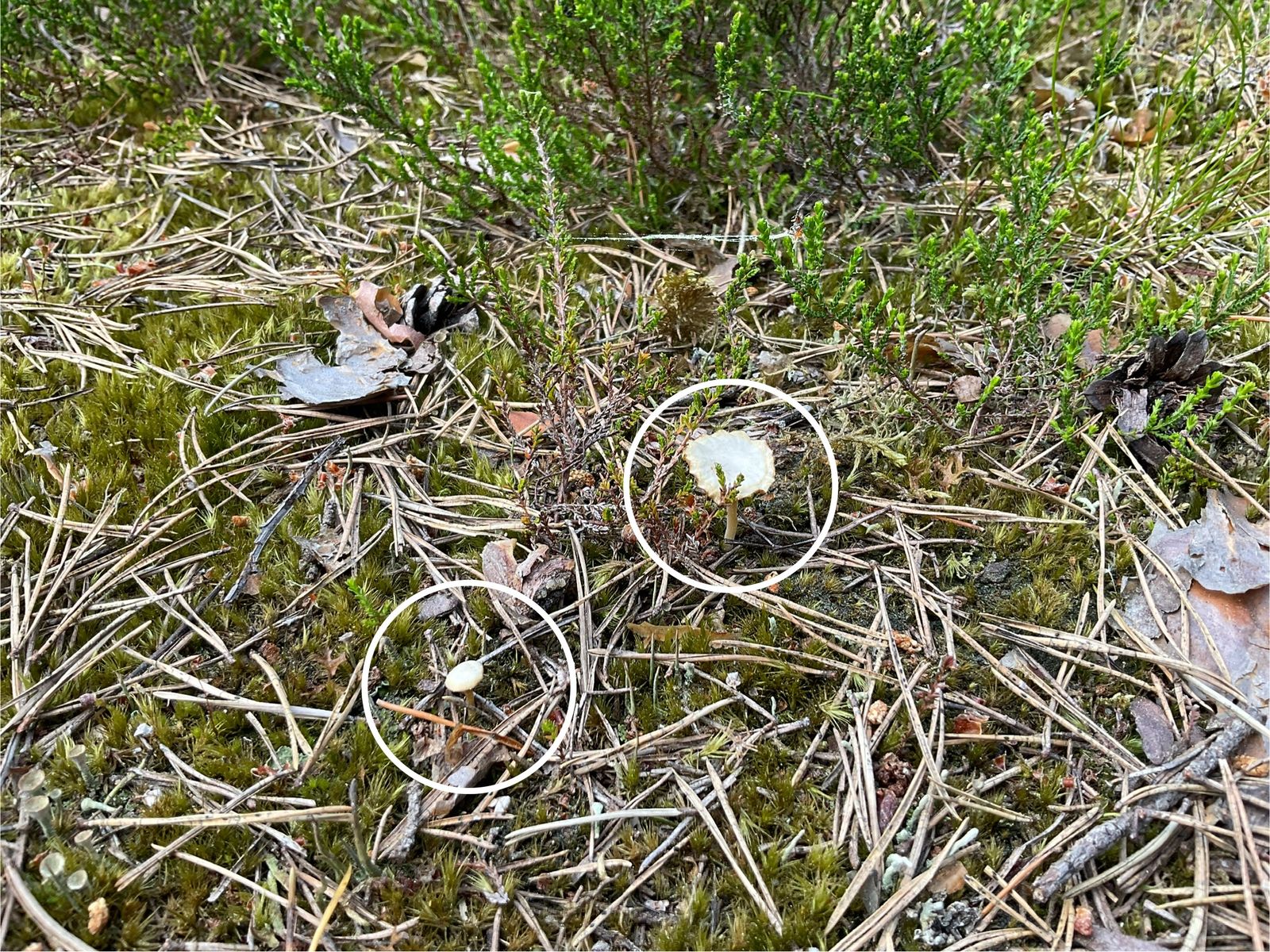 Lichenomphalia ericetorum