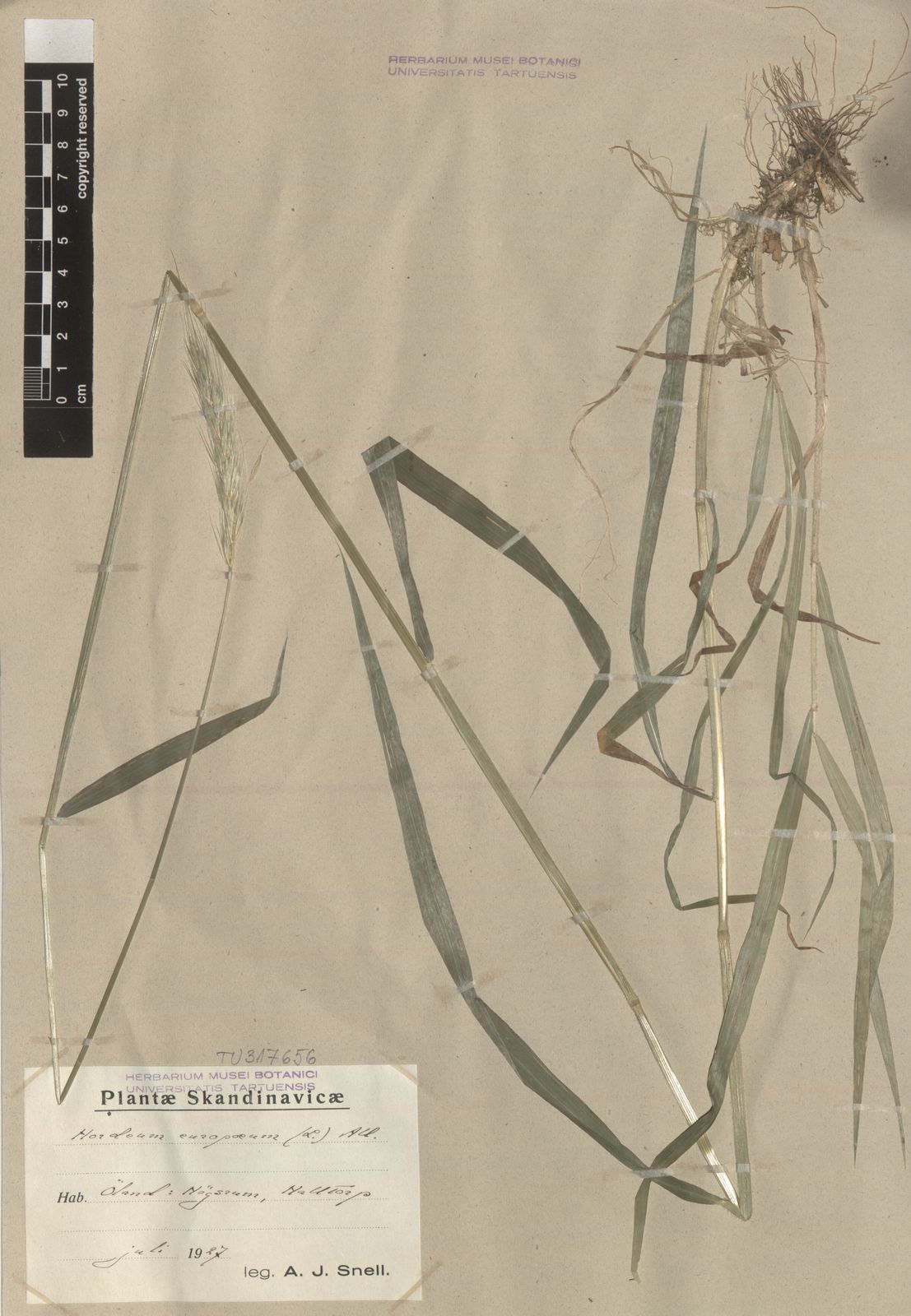 Hordelymus europaeus