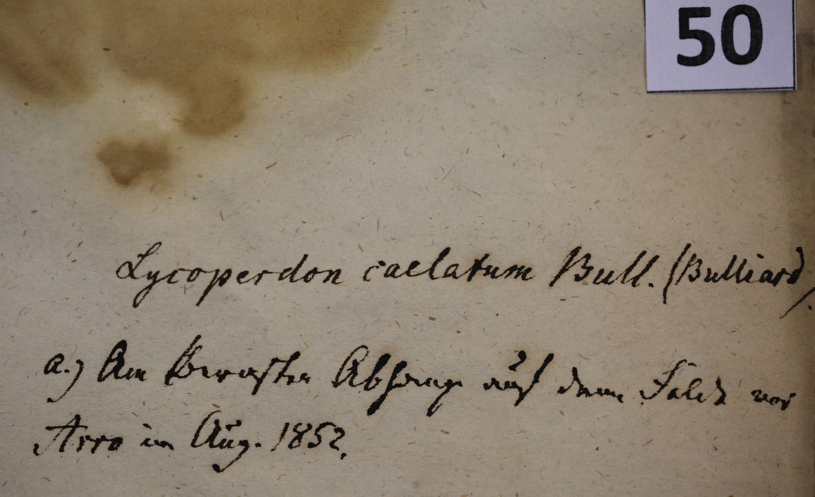 Lycoperdon utriforme