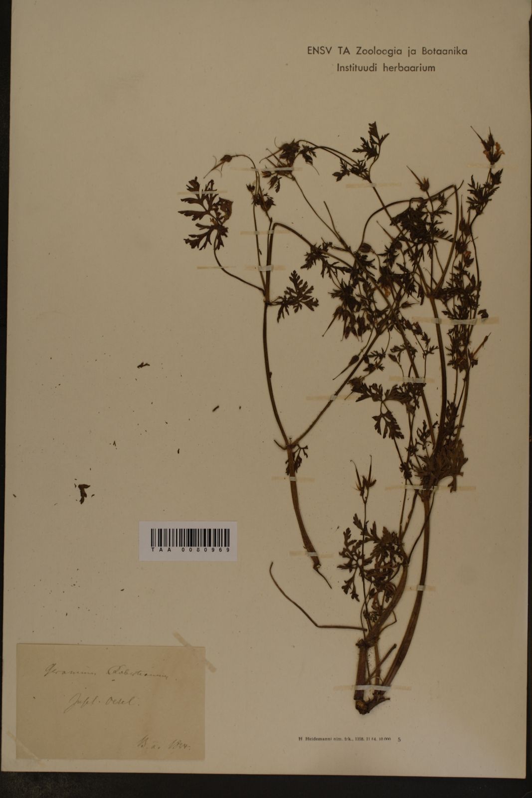 Geranium robertianum