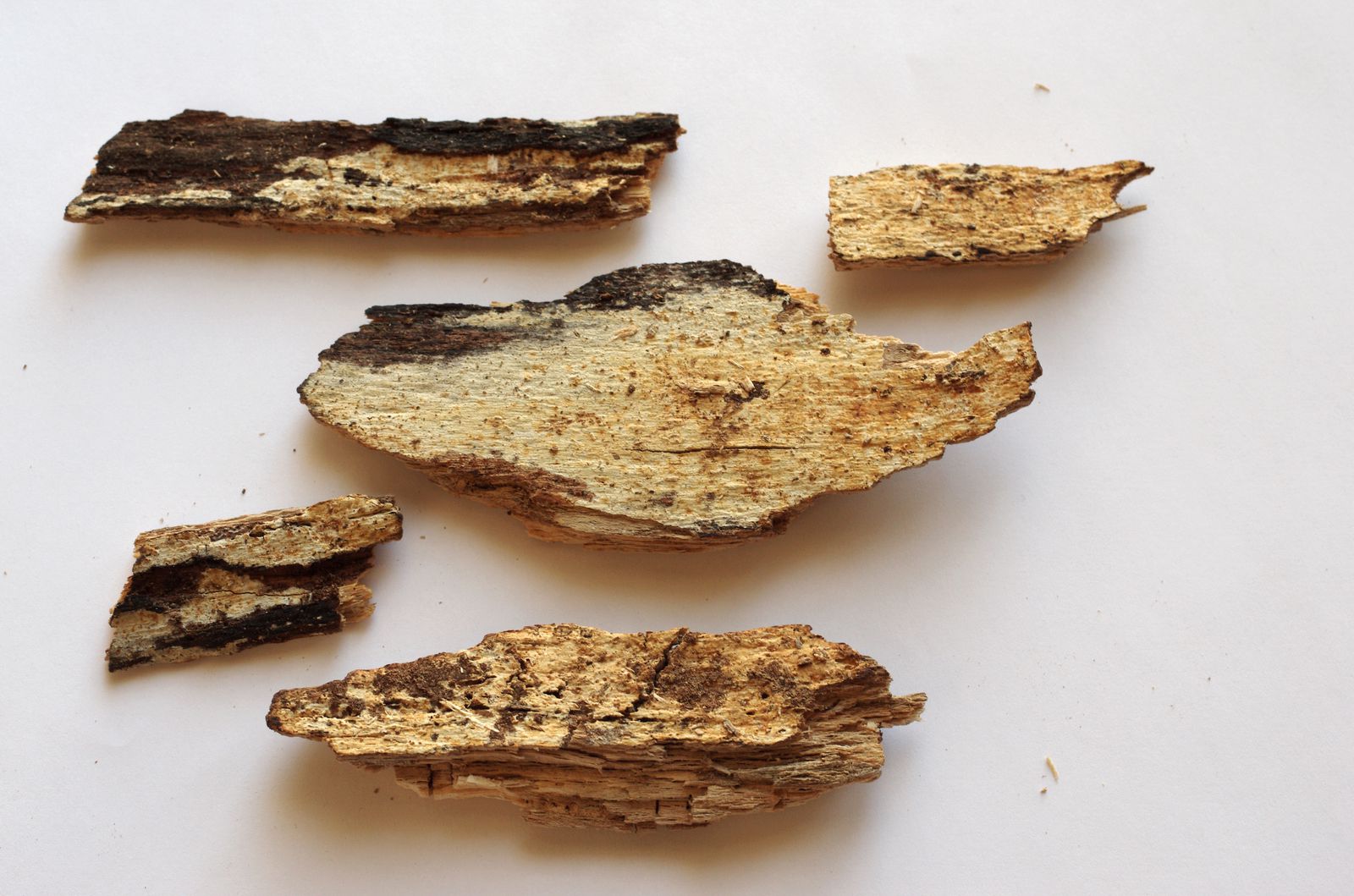 Colacogloea peniophorae