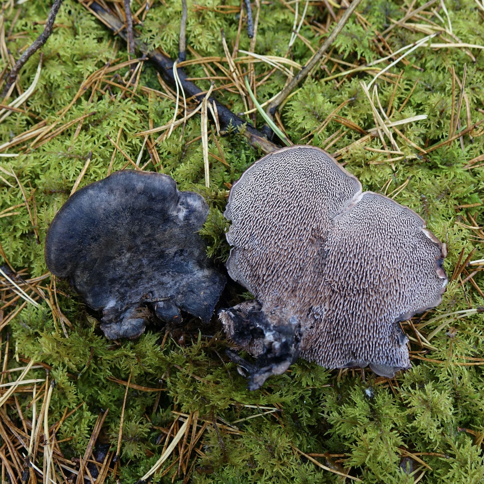 Hydnellum fuligineoviolaceum