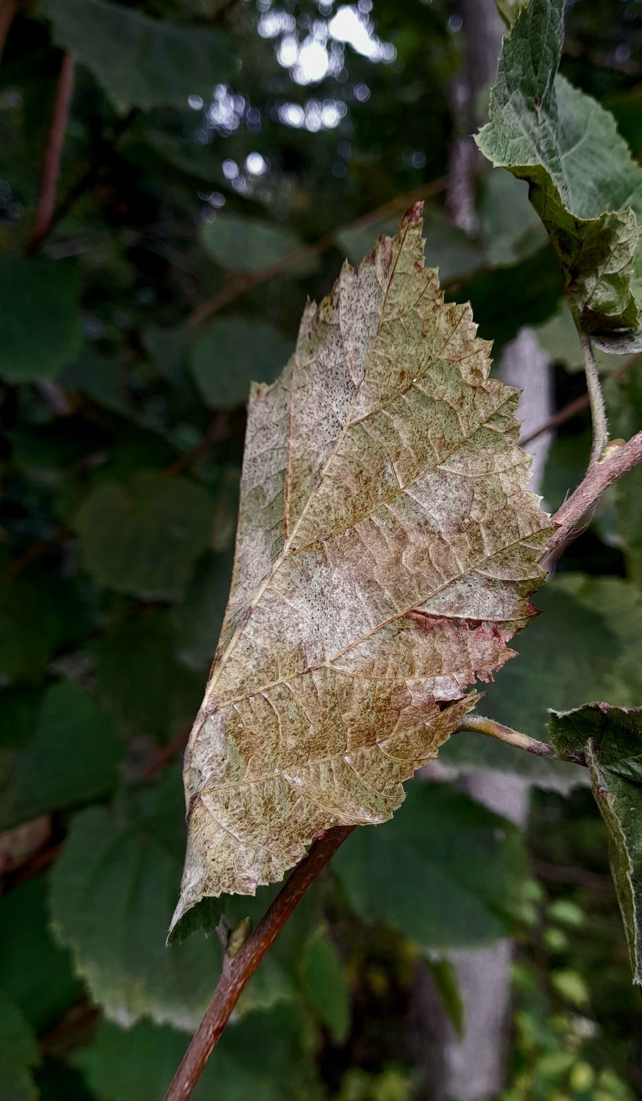 Phyllactinia guttata