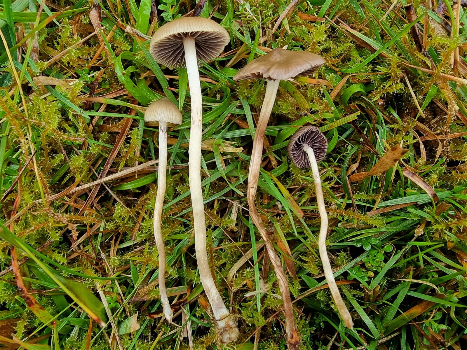 Psilocybe semilanceata