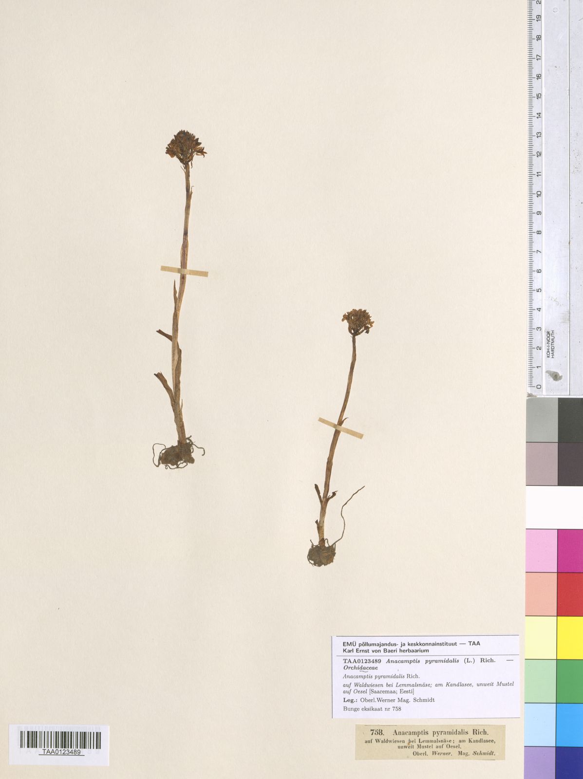 Anacamptis pyramidalis