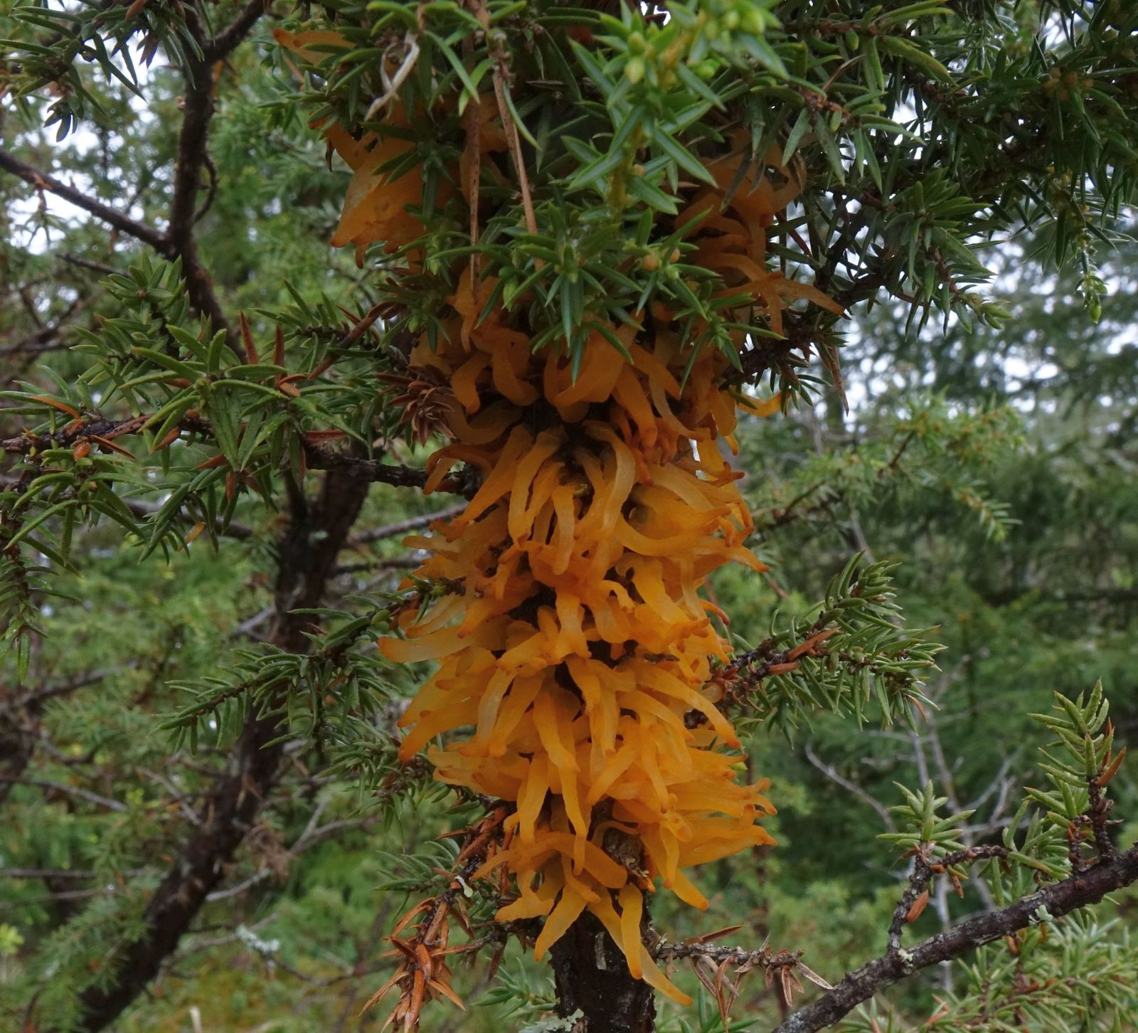 Gymnosporangium clavariiforme