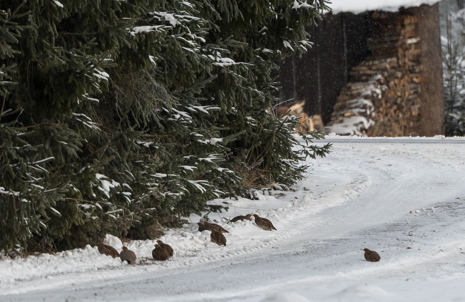 Perdix perdix perdix