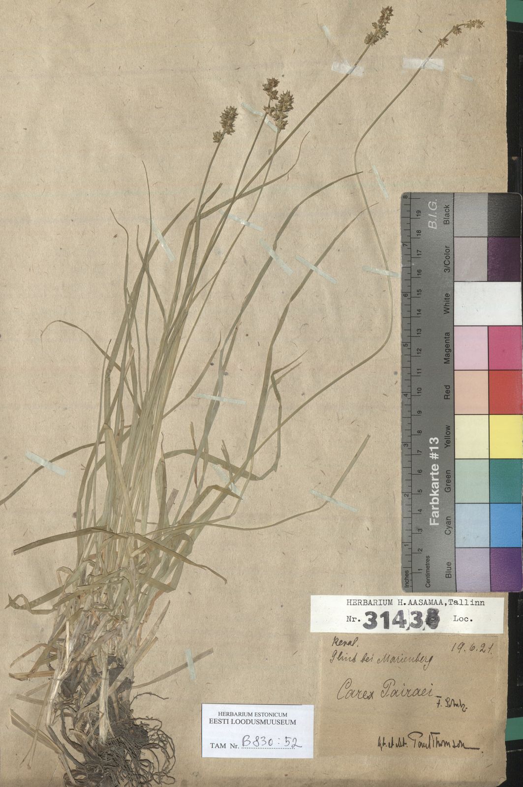 Carex muricata subsp. lamprocarpa