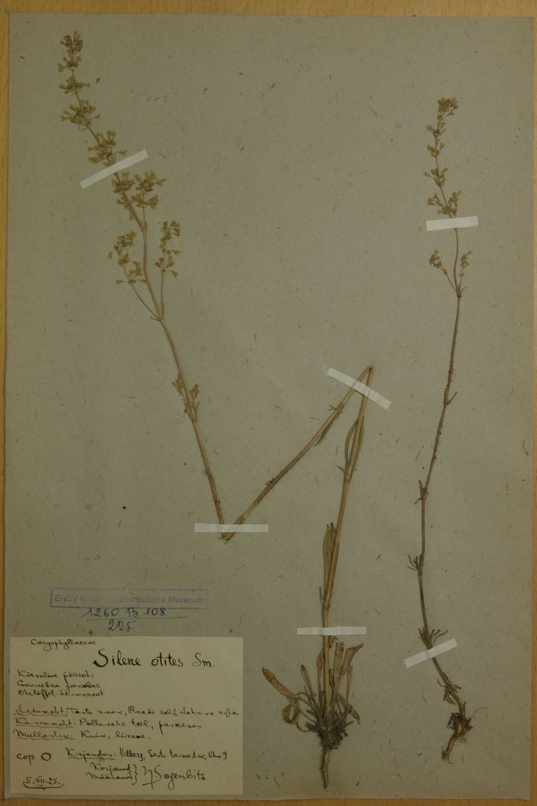 Silene otites