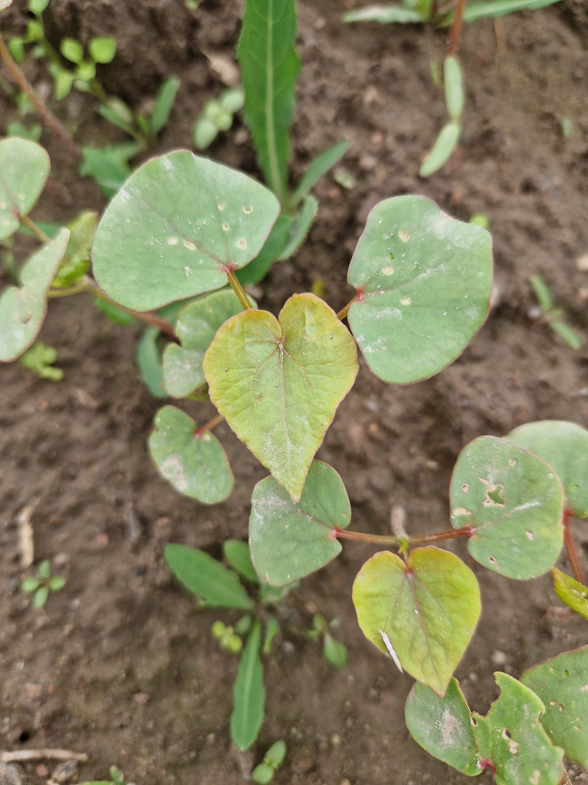 Fagopyrum esculentum