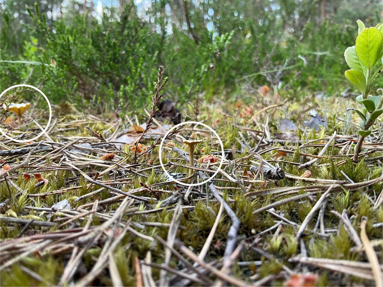 Lichenomphalia ericetorum
