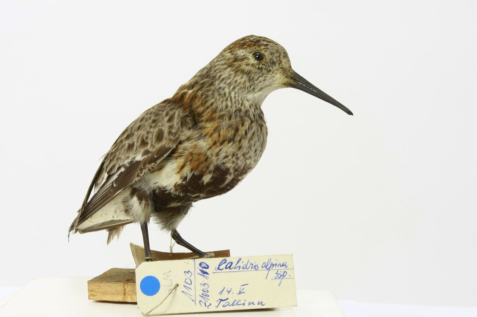 Calidris alpina