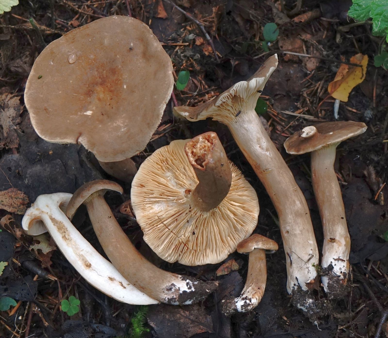 Lactarius fuliginosus