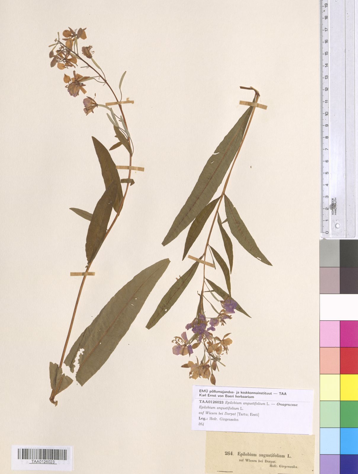 Epilobium angustifolium