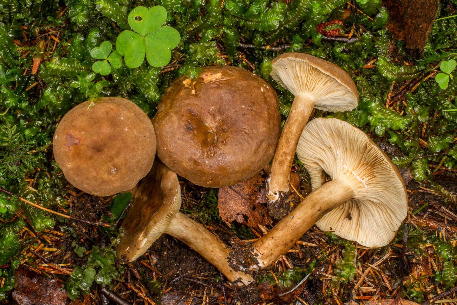 Lactarius fuliginosus