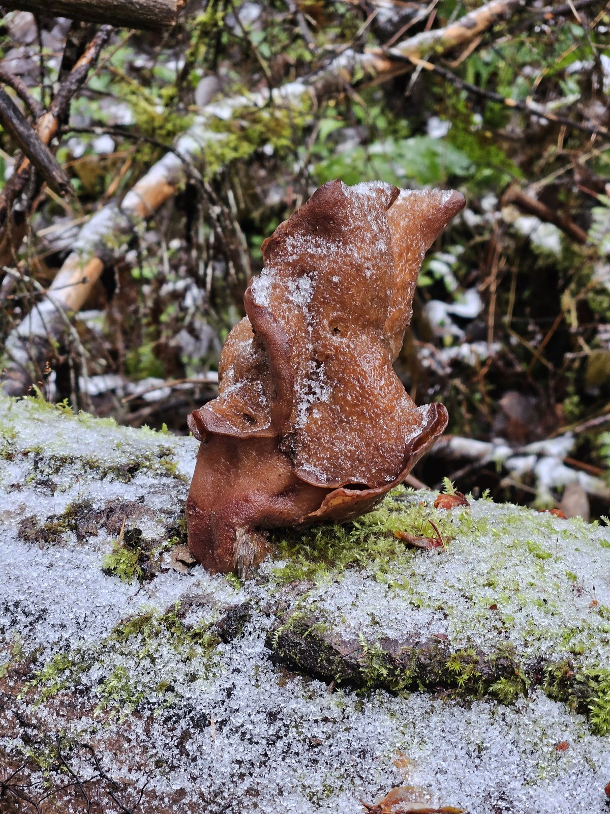 Gyromitra infula