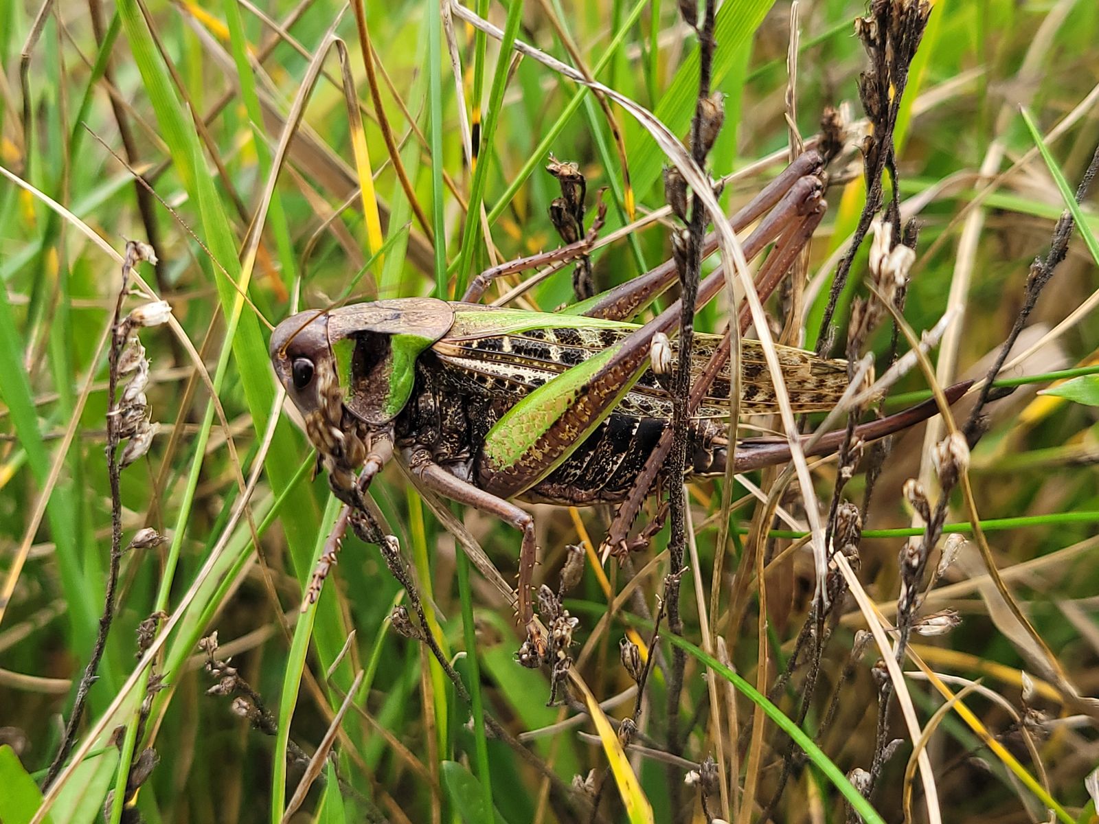 Decticus verrucivorus
