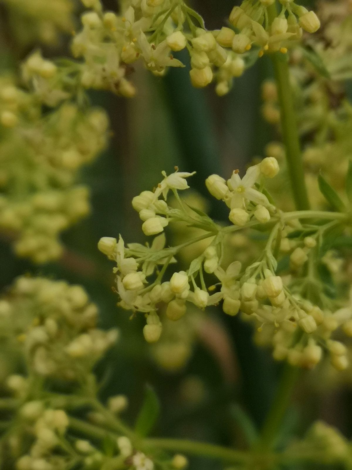 Galium ×pomeranicum