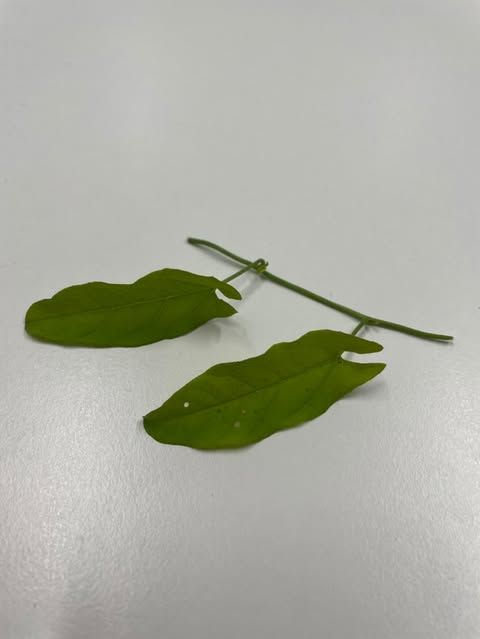 Convolvulus arvensis