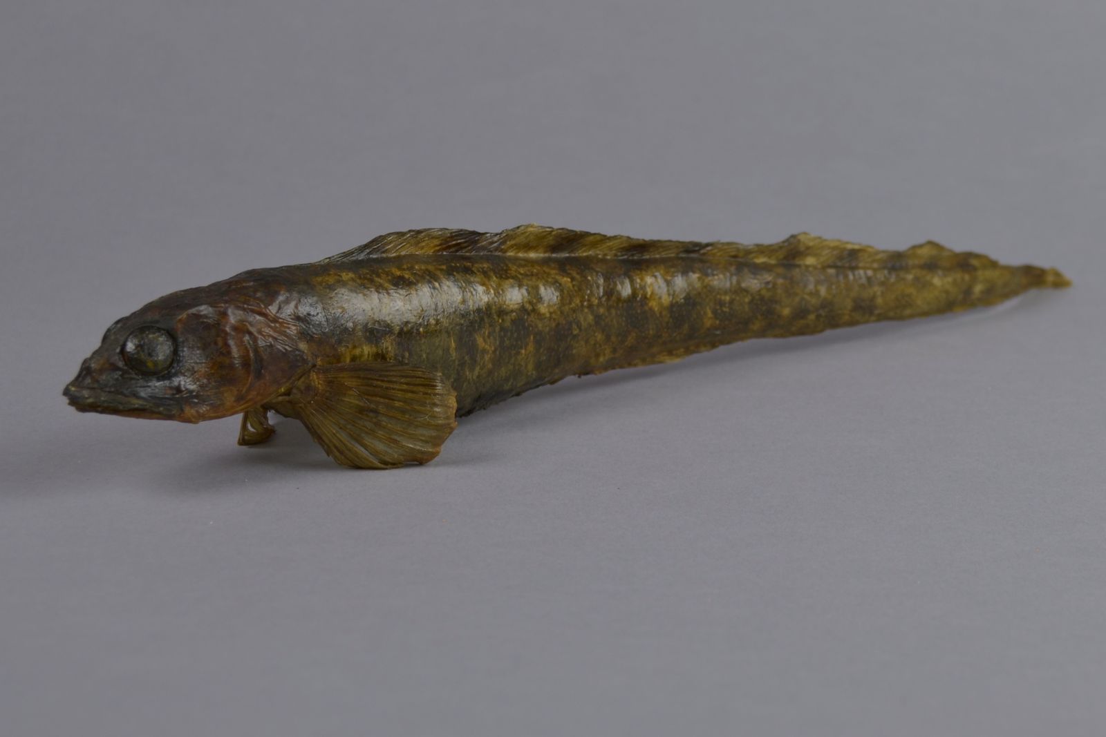 Zoarces viviparus