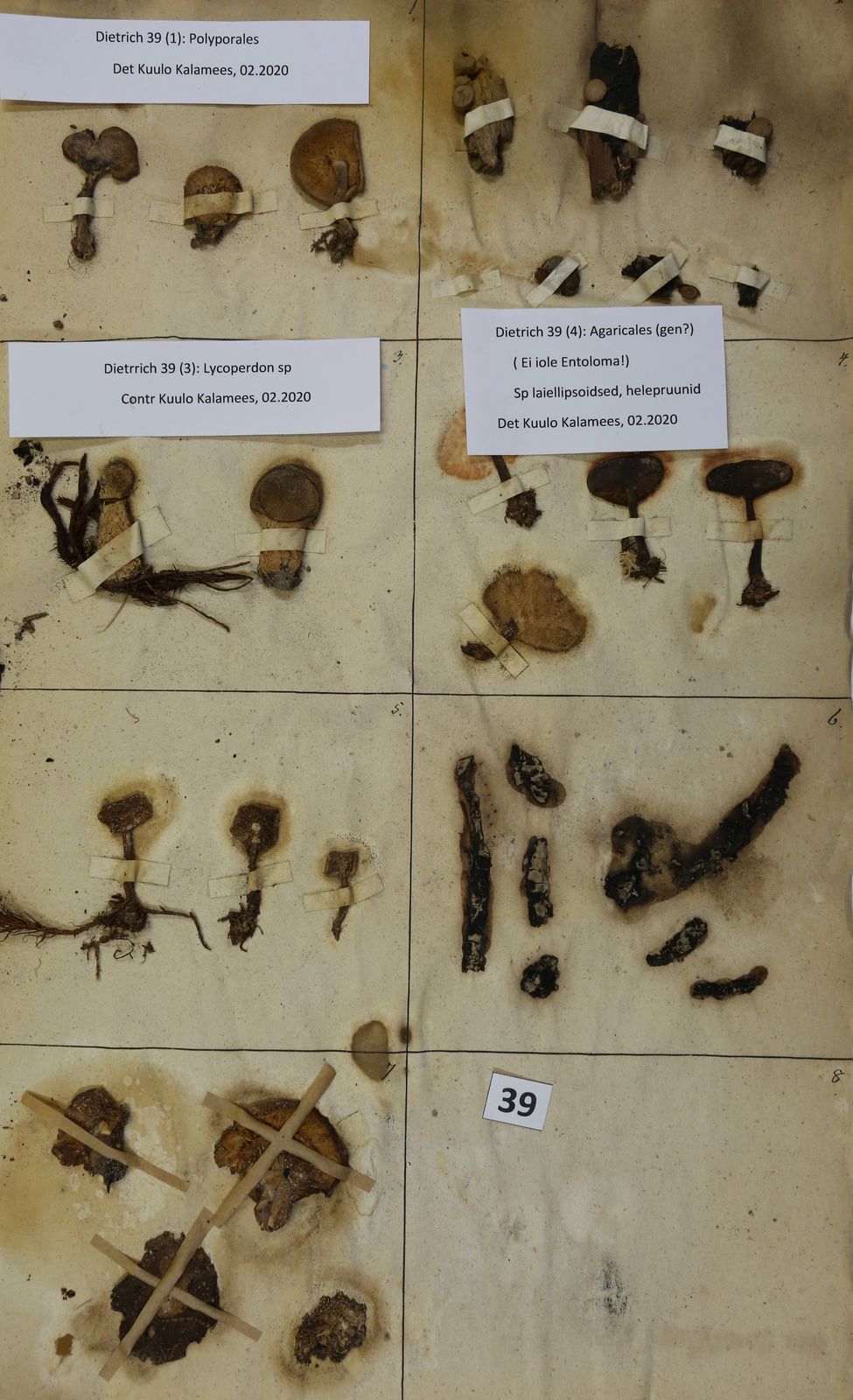 Lentinus substrictus