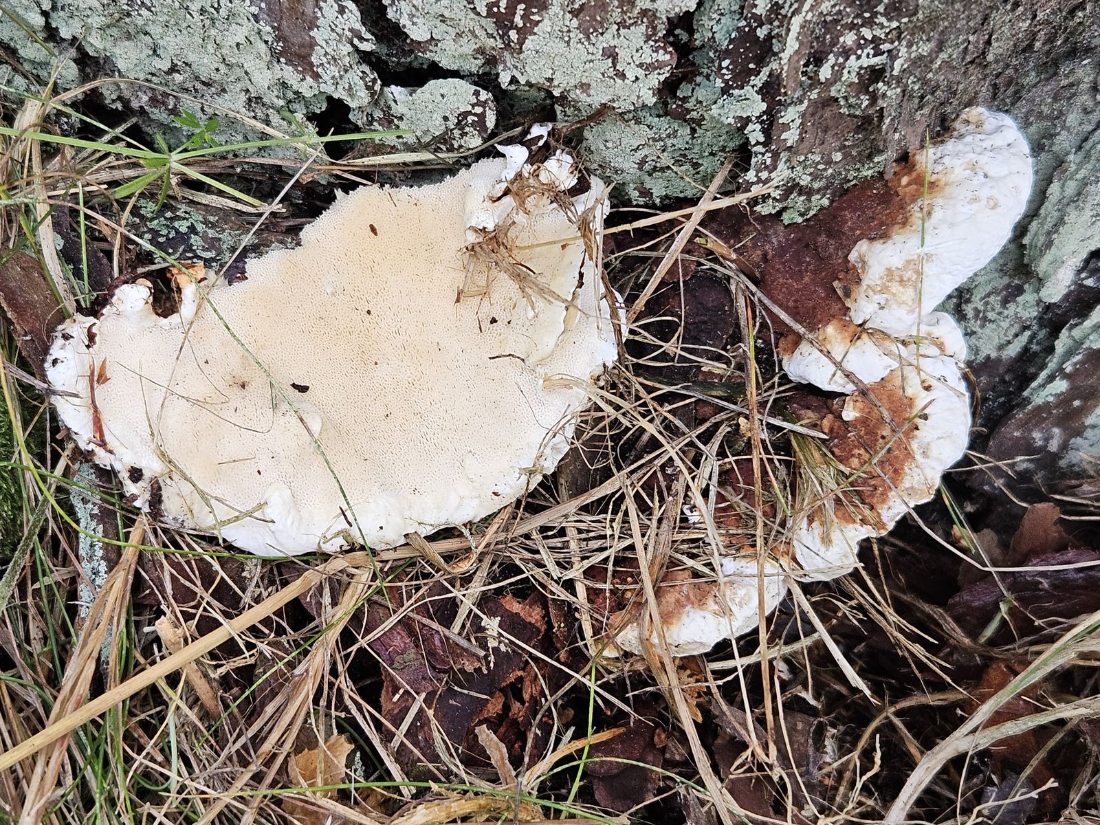 Heterobasidion annosum