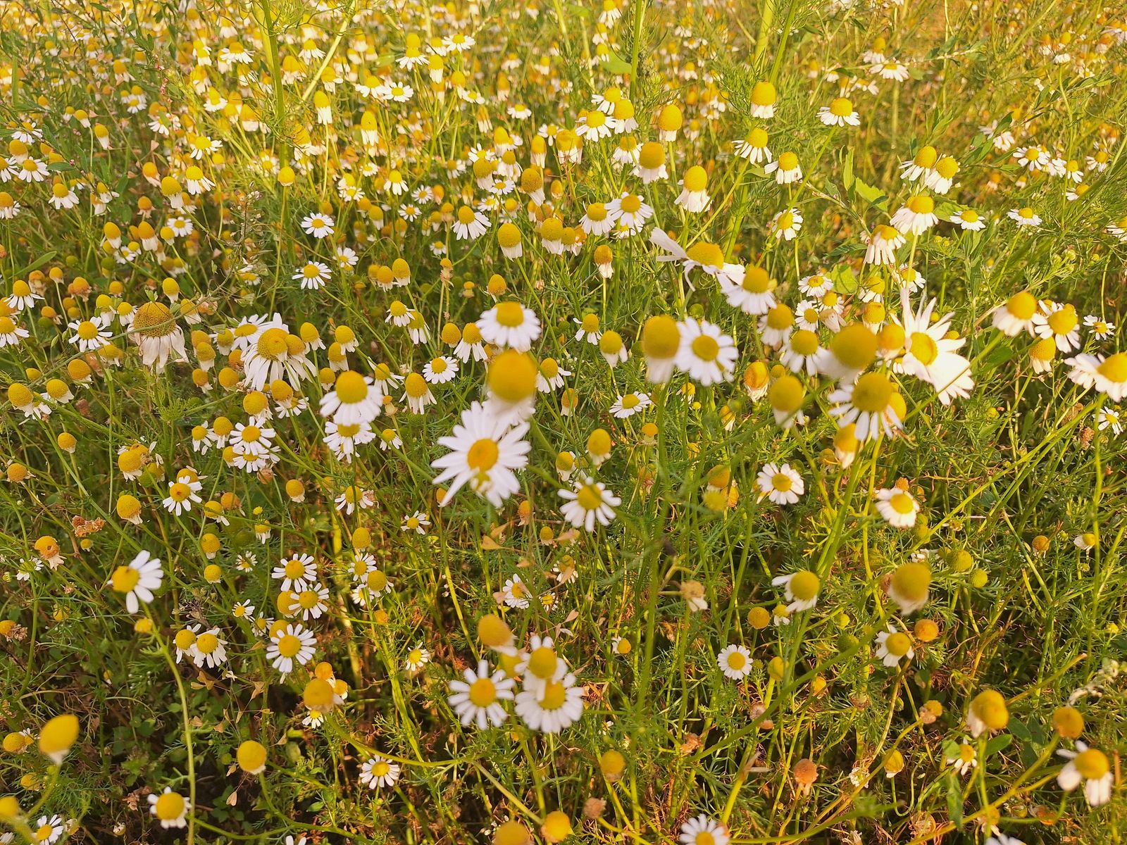 Matricaria chamomilla