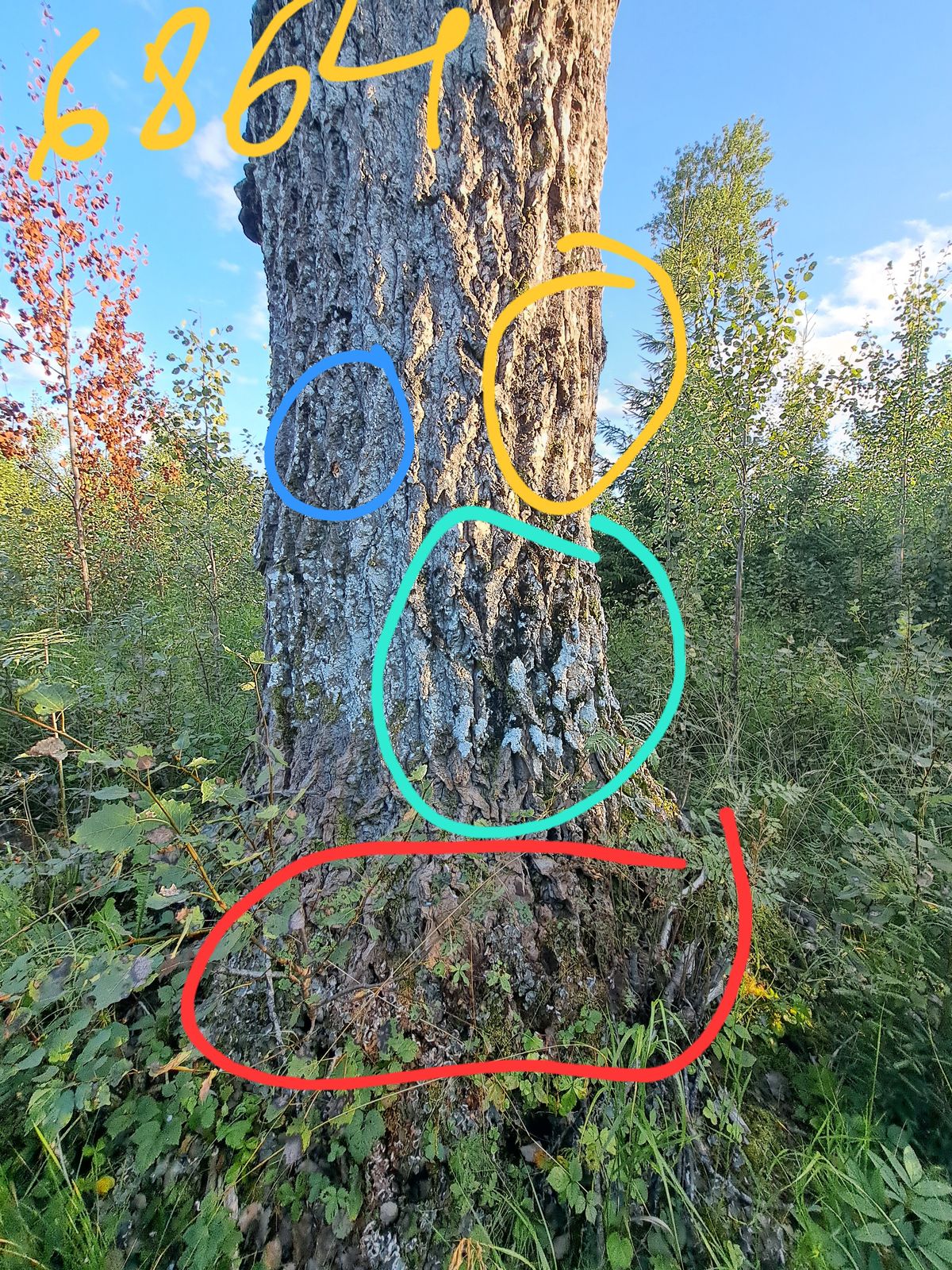 Collema subnigrescens