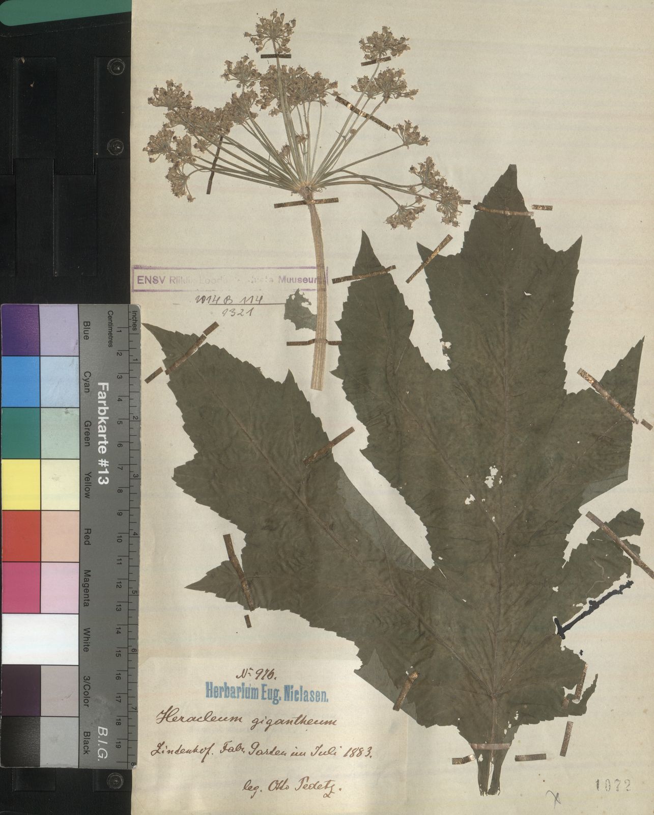 Heracleum mantegazzianum