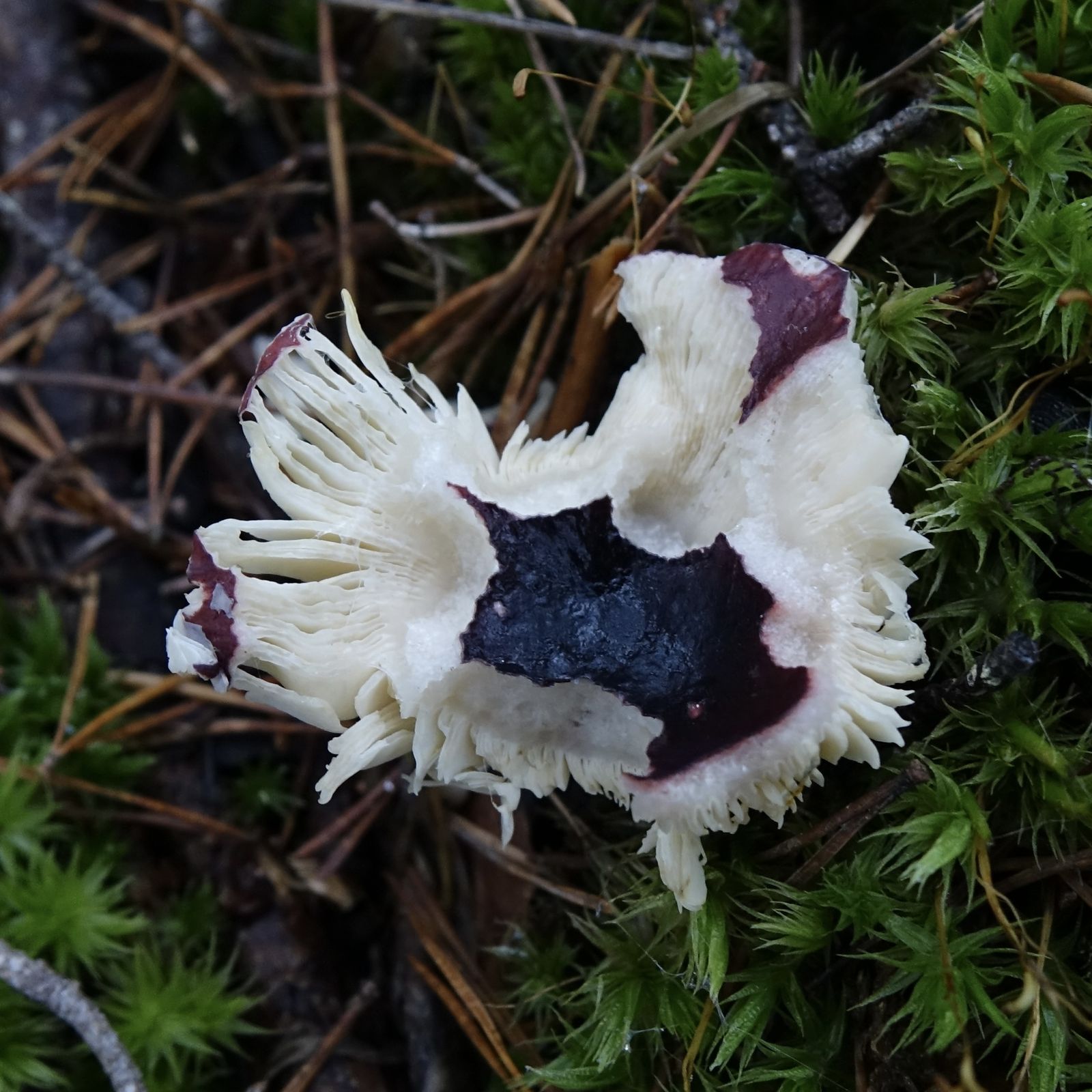 Russula torulosa