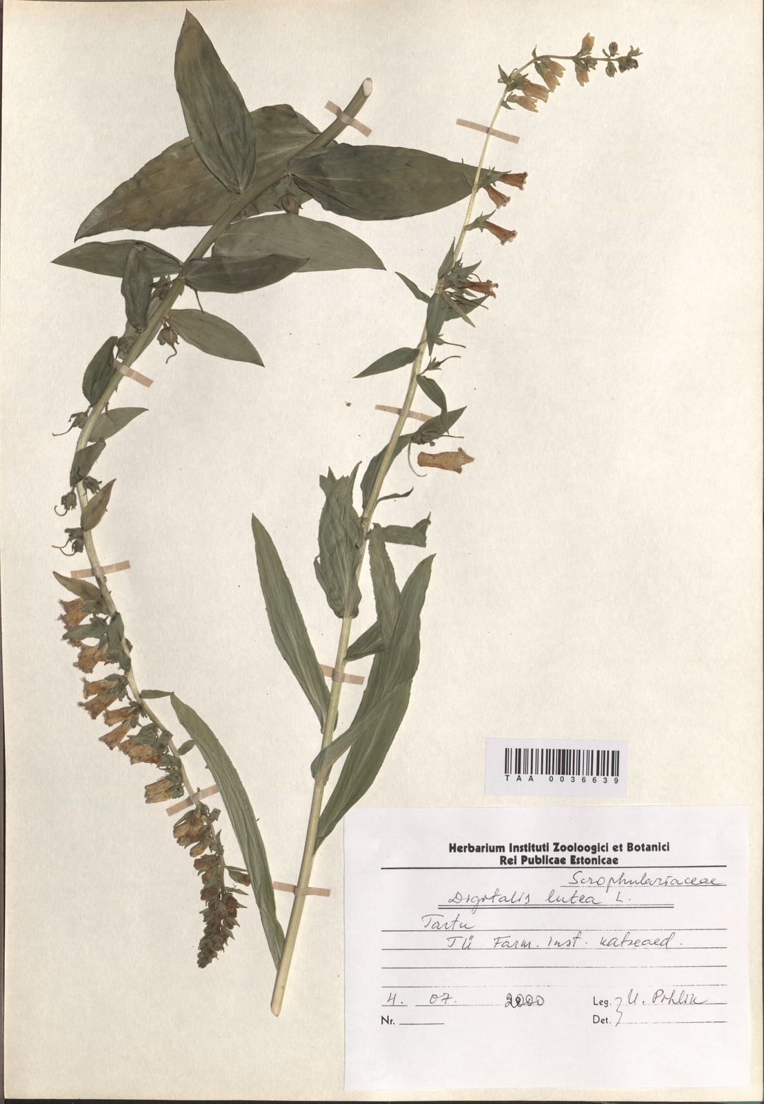 Digitalis lutea